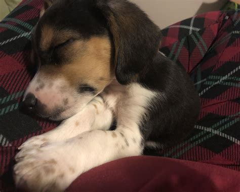 My husband wanted a puppy. I said we don’t need a puppy. Now we need a