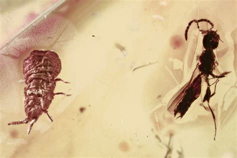Fossil Wingless Scale Insect and Parasitoid Wasp in Baltic Amber