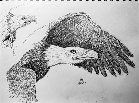 eagle in flight drawing 7
