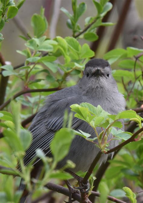 What’s This Robin Sized All Grey Bird With the Crazy Calls Hiding In