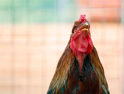 Premium Photo | Close up photo of domestic cock or chicken in the zoo