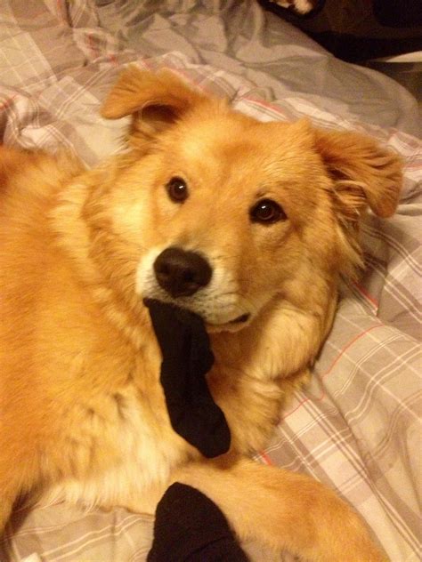 Sock Monster Golden Chow Mix