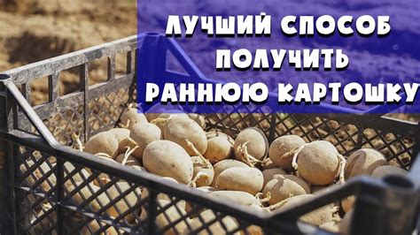 Как получить урожай ранней картошки раньше на 20 дней? - YouTube