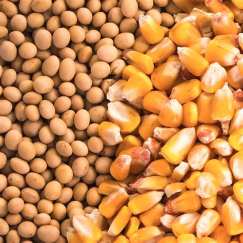 Grains & Oilseeds - Everdale Commodities