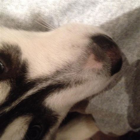 Husky With Zrd? - Husky Health & Diet - Husky Owners - The Siberian ...