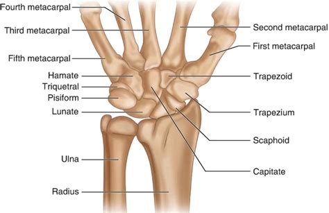 Wrist Joint - Anatomy, Structure, Movement, Function, Muscles