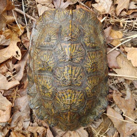 How To Care For A Wood Turtle at Carla Apgar blog