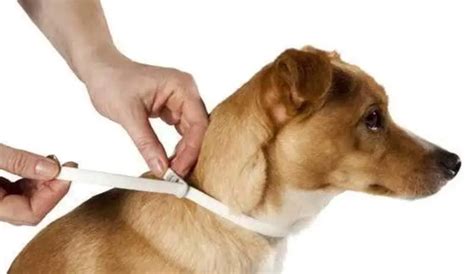 How to control fleas on pets. – Gleamy Home