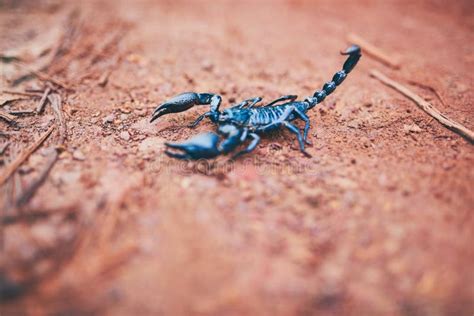 Black Scorpion, Claws and Predator Outdoor As Emperor Arachnid with Venom Stinger, Insect ...