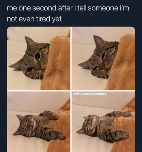 NOT EVEN TIRED - CAT.MEME