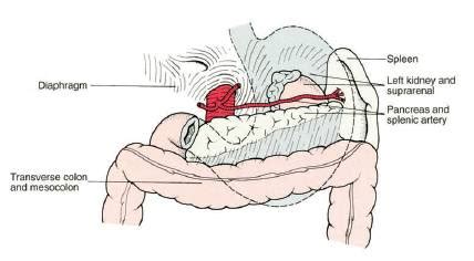 surgical anatomy  stomach epomedicine