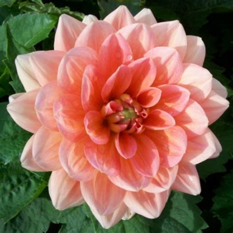 Георгины Маргарет Клине | Dahlien, Blumen, Rosa