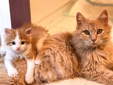 Dwelf Kittens For Adoption