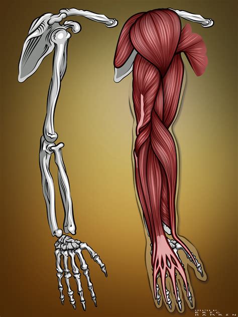 artstation illustration arm muscle anatomy