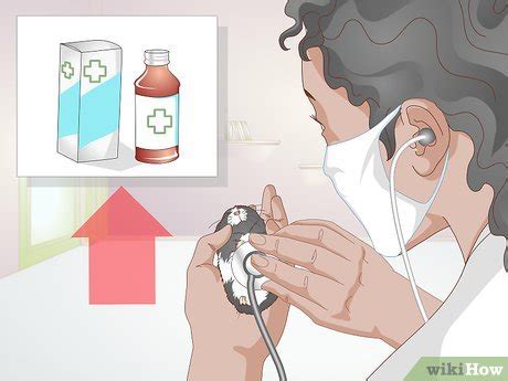 how to treat hamster respiratory infection at home