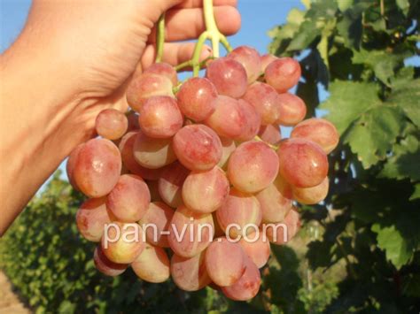 Басанти — pan-vin.com