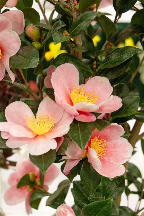 15 Types of Camellias to Grow in Your Garden