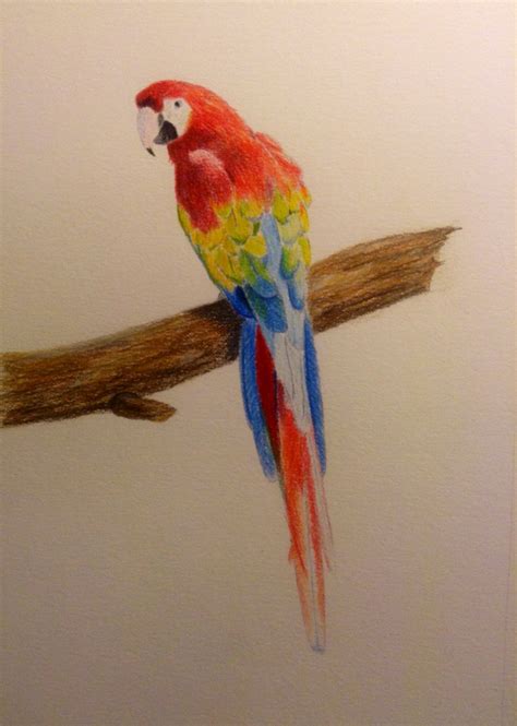 Macaw Drawing Pencil