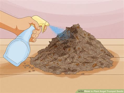 How to Plant Angel Trumpet Seeds (with Pictures) - wikiHow