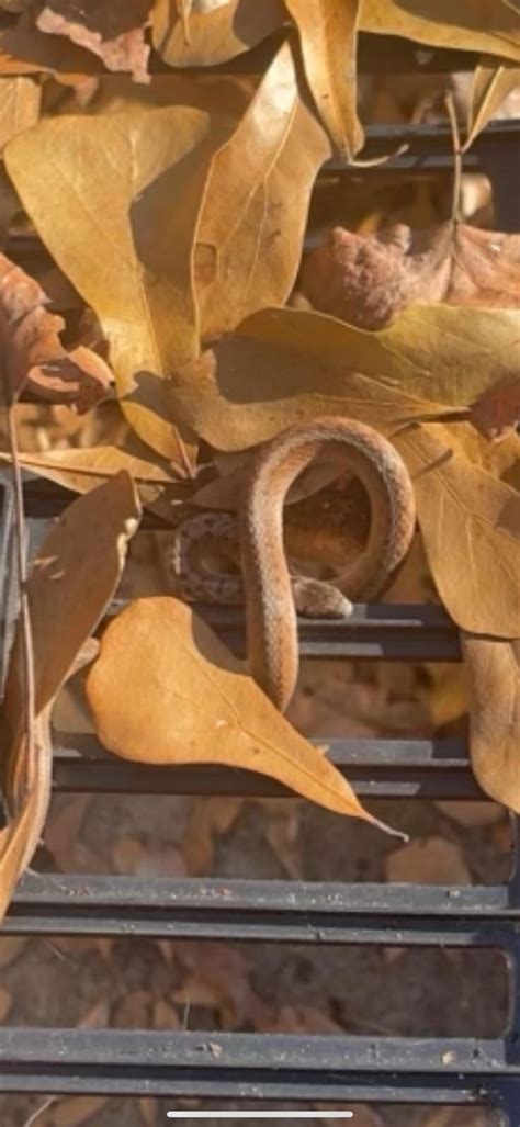 Snake Id? in upstate sc : r/snakes