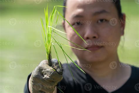 Amateur Asian man tests and tries to transplant rice seedlings in paddy