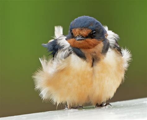 Baby Barn Swallow Photograph by Jack Nevitt - Pixels