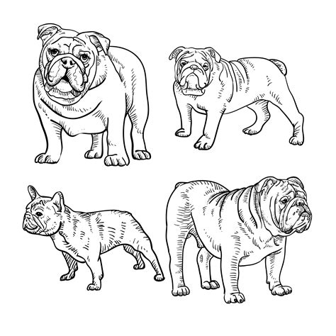 Set of Bulldog Line Drawings 1082653 Vector Art at Vecteezy