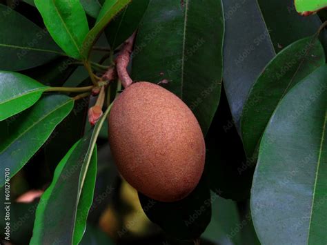 manilkara zapota commonly   sapodilla sapota chikoo chico