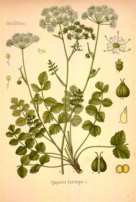 Pimpernel: Spiritual and Scientific Data
