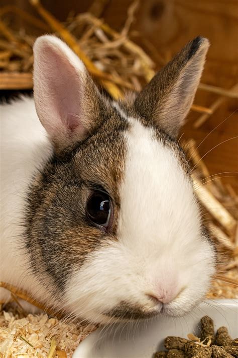 zviera kralik cicavec fotografia zdarma na pixabay pixabay