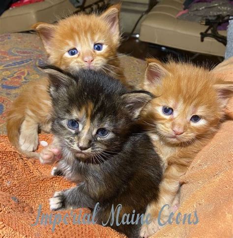 33 Tortie Maine Coons You’ll Want To Adopt - MaineCoon.org