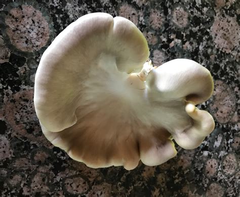 brown-oyster-mushrooms-in-virginia - Hidden Creek Farm LLC