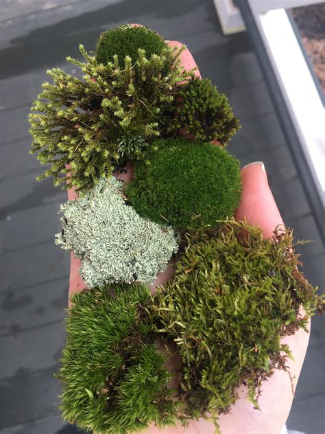 Moss identification help : r/Moss