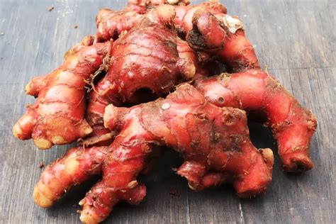 jahe tanaman rimpang  manfaat dahsyat elbait sukabumi