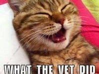 8 Funny cat photos ideas | cat memes, funny cat memes, funny cats