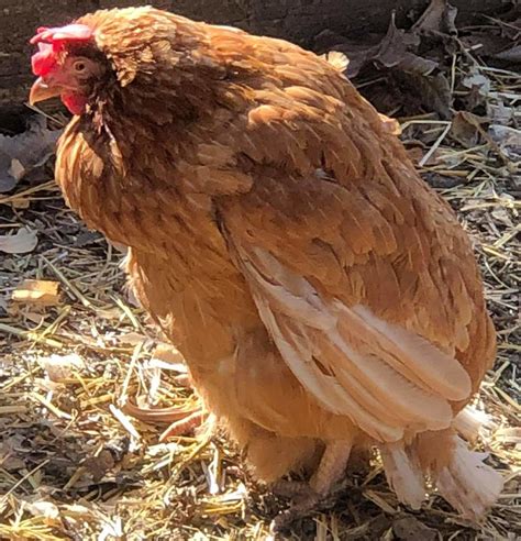 vet   chicken cluckin