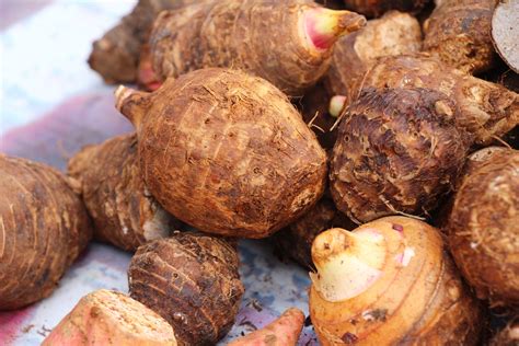 How to Plant, Grow, and Harvest Taro - Harvest to Table