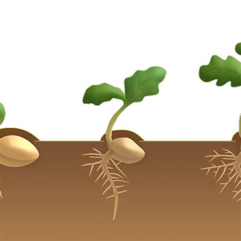 detail contoh gambar tumbuhan dikotil koleksi nomer