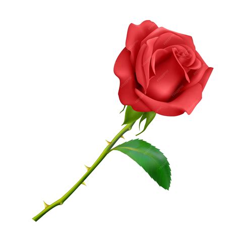 Premium Vector | Beautiful Red rose on long stem with leaf and thorns