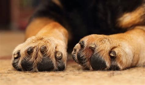 11 Dog Nail Trimming Tips: The Importance of Puppy Pedicures