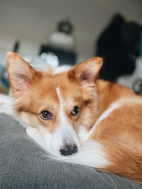 This sweet boy won't stop whimpering until you cuddle with him when he