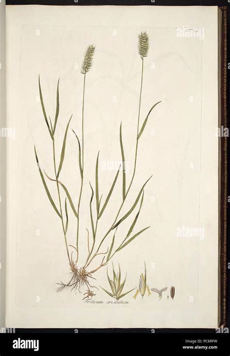 agropyron stock  agropyron stock images alamy