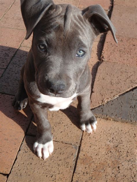 Blue Staffy Puppy 'Phoenix'