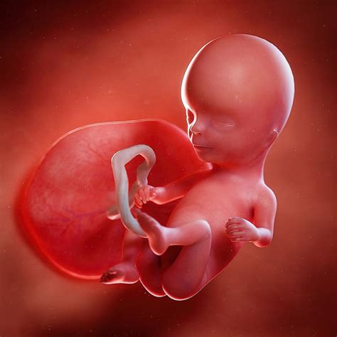 Fetal Development Sites NYT: A Comprehensive Guide to Prenatal Health