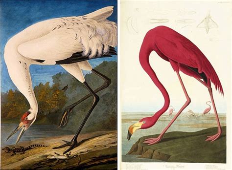 Джон Джеймс Одюбон. Птицы Америки [1827-1838] Еще при жизни автора этот ...