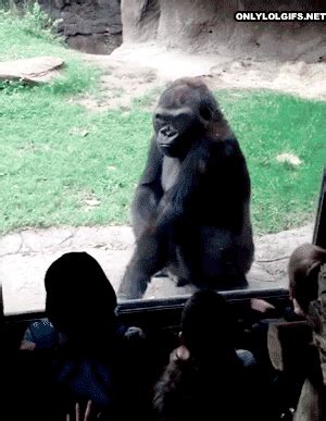 Are These The 43 Funniest GIFs Of All Time?