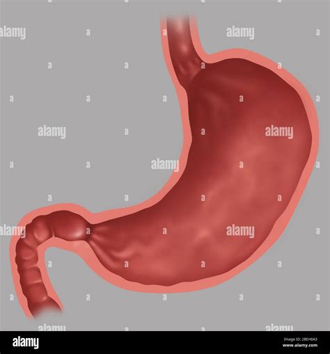 human stomach stomach  res stock photography  images alamy
