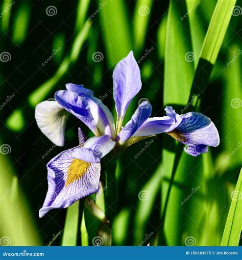 A Wild Iris #2 stock image. Image of summer, iris, june - 150183975