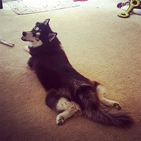 хаски (husky, сибирская хаски, сибирский хаски, ) :: собака (собакен