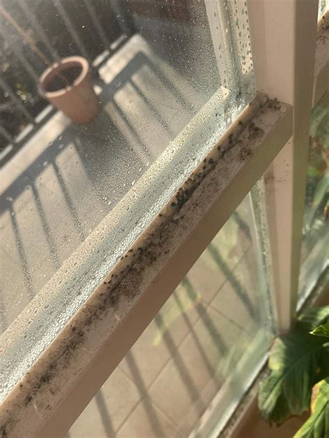 Was macht man gegen diesen Schimmel? Am Fensterrand? (Gesundheit, Haus